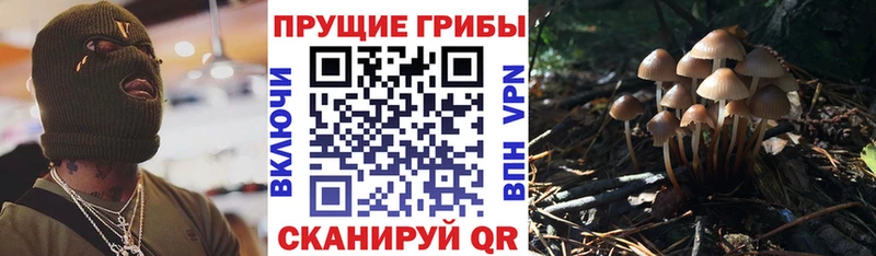 магазин продажи наркотиков Гусь-Хрустальный Псилоцибиновые грибы ЛСД